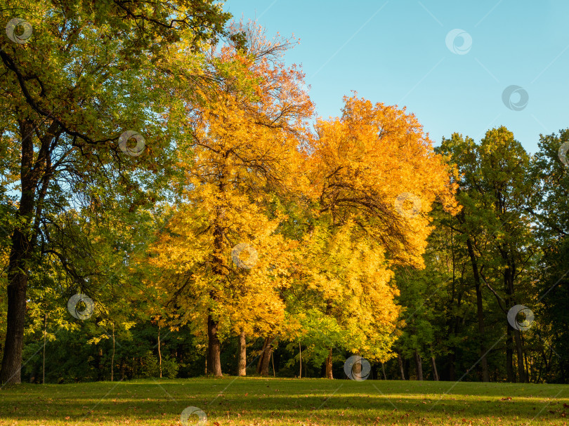 Скачать Яркий солнечный осенний пейзаж с большими желтыми деревьями на зеленом лугу фотосток Ozero