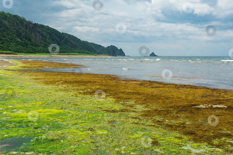 Скачать прибрежный пейзаж, кщслн зеленое побережье острова Кунашир, водоросли на прибрежной полосе во время отлива на переднем плане. фотосток Ozero