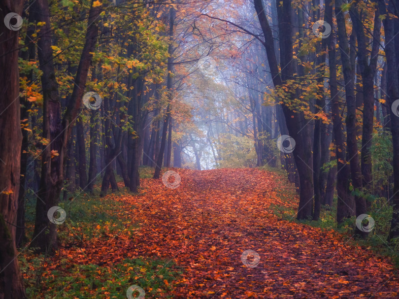 Скачать Кленовая аллея с опавшими листьями через мистический лес. Сказочный осенний туманный пейзаж фотосток Ozero