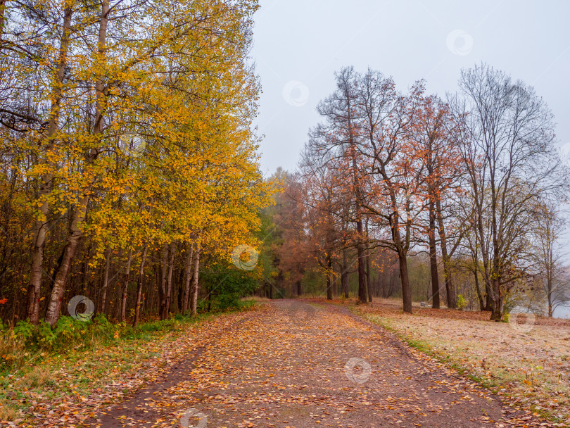 Скачать Осенний листопад. Дорожка в туманном осеннем парке с падающими листьями. Проселочная дорога через лиственный лес. фотосток Ozero