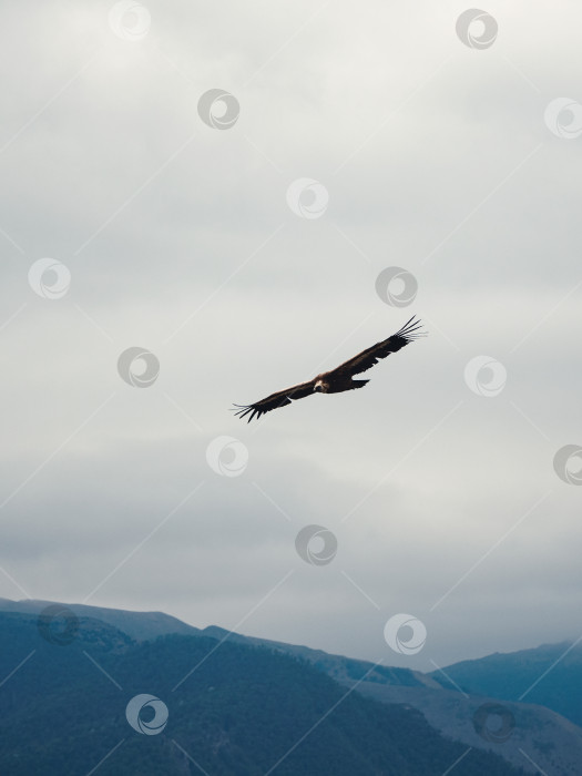 Скачать Белоголовый гриф Gyps fulvus, летящий по небу над горами, вертикальный вид фотосток Ozero