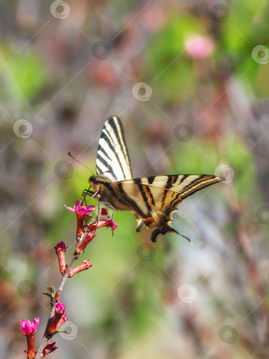 Скачать Редкая бабочка-махаон, сидящая на диких весенних розовых цветах. фотосток Ozero