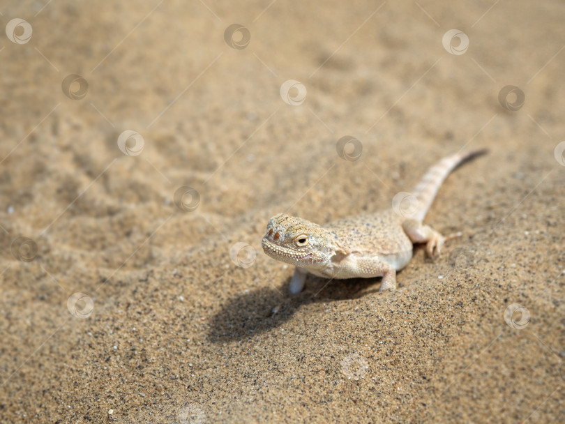 Скачать Спокойная пустынная круглоголовая ящерица на песке в своей естественной среде обитания. фотосток Ozero