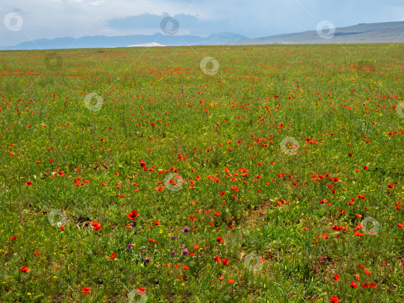 Скачать Поле с горными маками. Естественный весенний фон фотосток Ozero