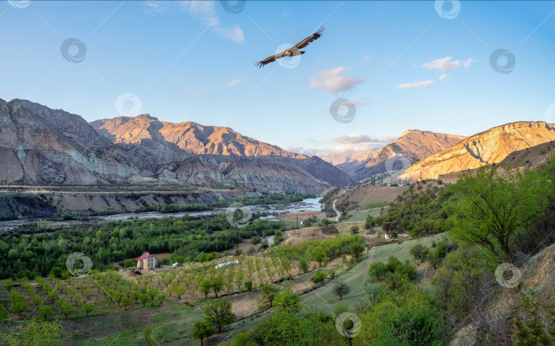 Скачать Панорама вечернего вида на реку Авар-Койсу в Дагестане. фотосток Ozero
