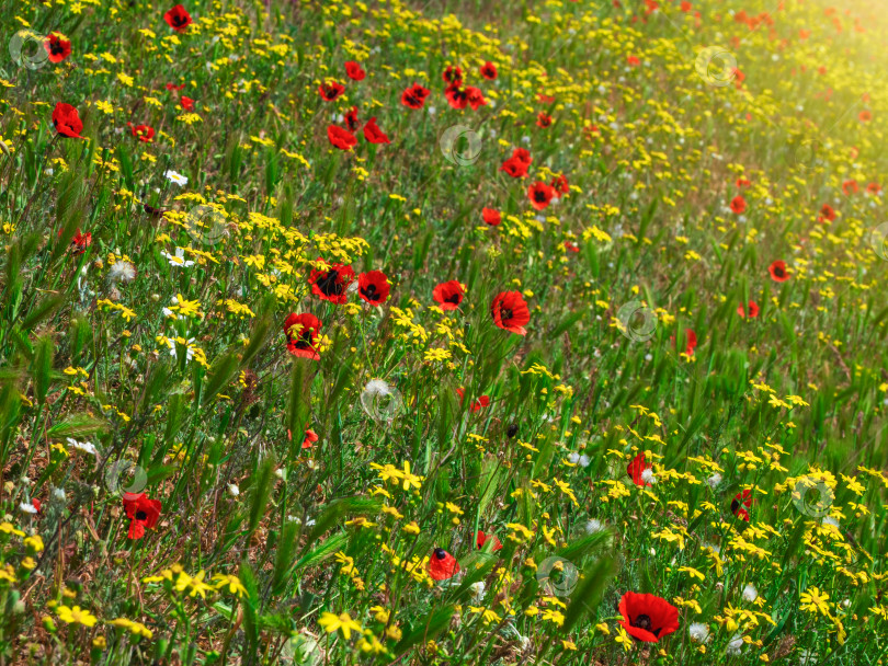Скачать Летний солнечный цветочный склон, смешанная трава с горными маками. Естественный цветочный фон фотосток Ozero