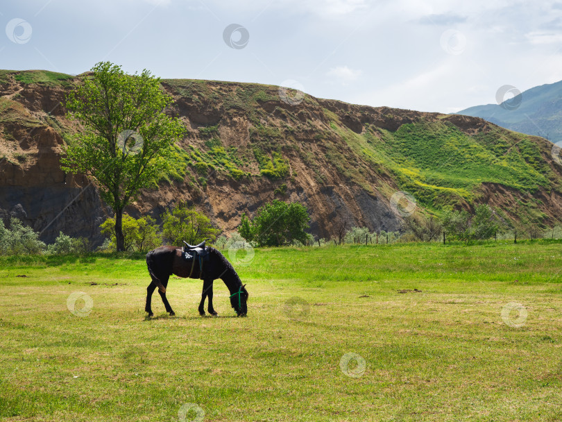 Скачать Вороная лошадь в упряжи на горном пастбище весной. фотосток Ozero