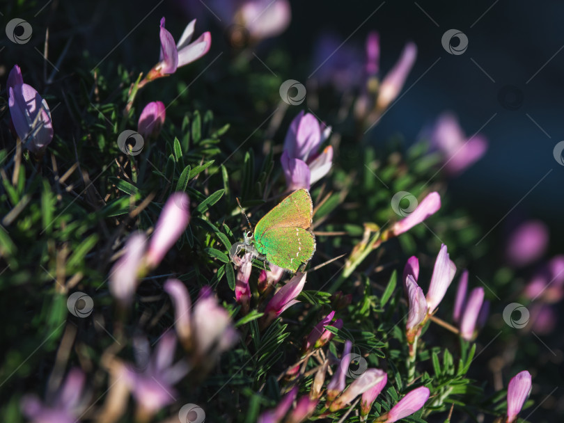 Скачать Зеленая полосатая бабочка (Callophrys rubi), покоящаяся на пурпурном листе фотосток Ozero