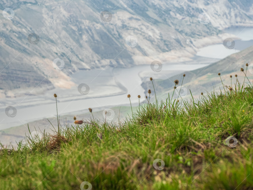 Скачать Склон с горными альпийскими травами туманным утром. Зеленая горная трава на размытом фоне. фотосток Ozero