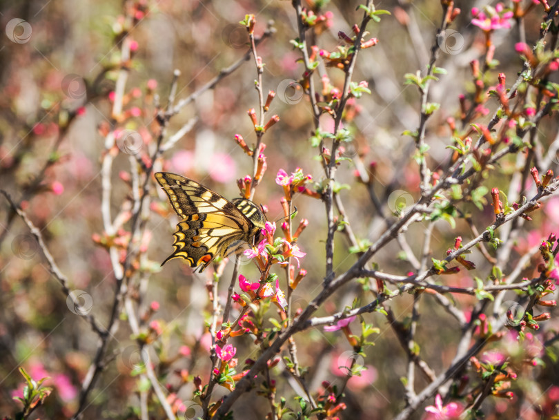 Скачать Яркий летний природный фон с бабочкой. Бабочка пьет нектар из цветка. фотосток Ozero