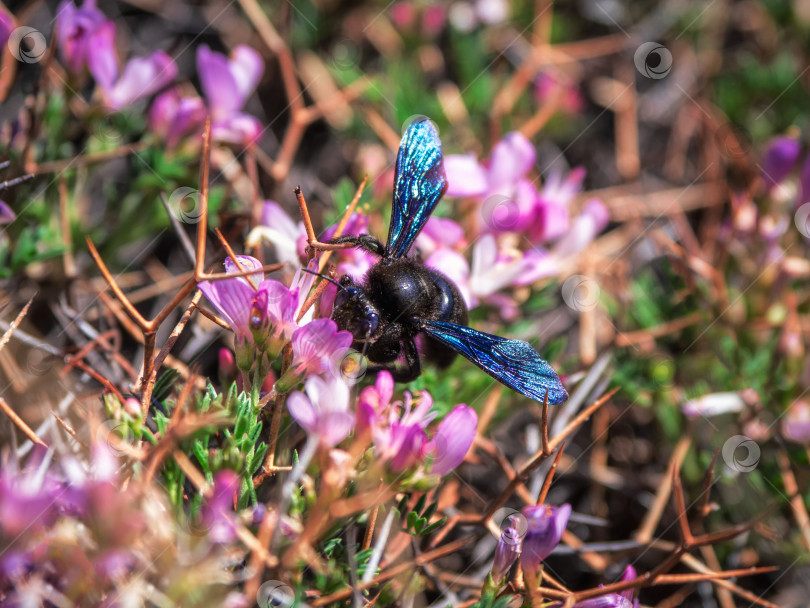 Скачать Большой шмель-плотник (Xylocopa), собирающий пыльцу и нектар фотосток Ozero