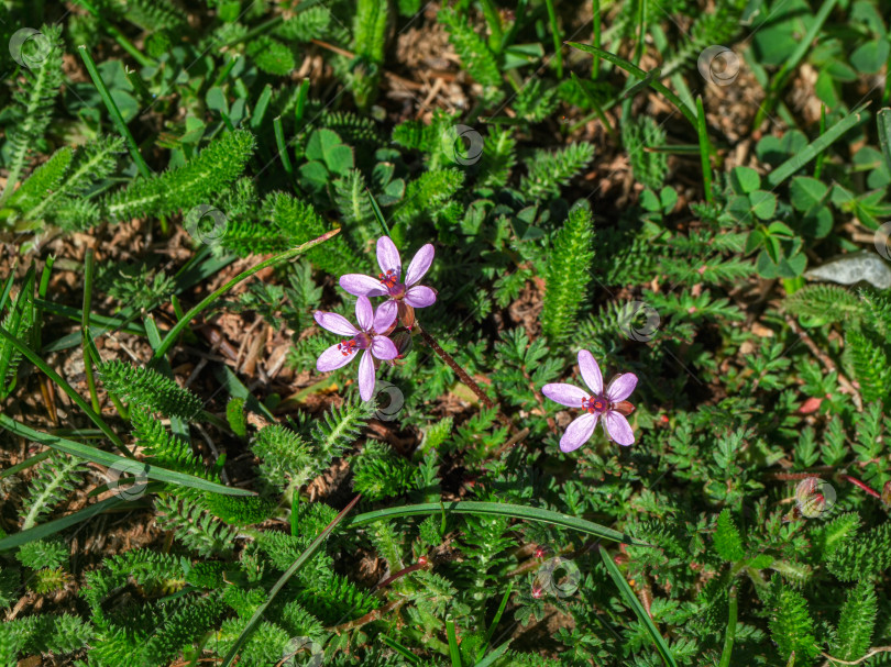 Скачать Цветки Erodium stevenii, также известные как Geranium cicutarium. редкое растение, занесенное в Красную книгу России. фотосток Ozero