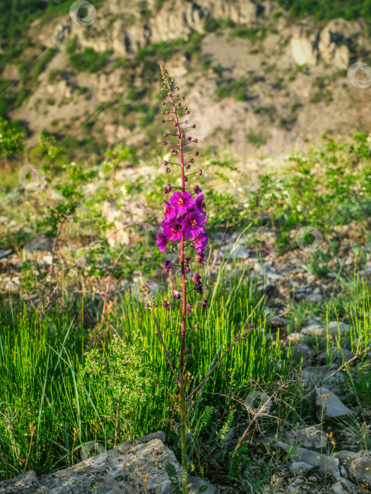 Скачать Тонкий коровяк пурпурный (Verbascum phoeniceum) на фоне гор. фотосток Ozero