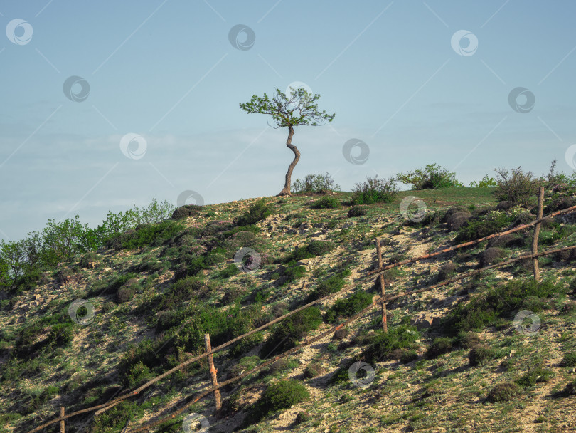 Скачать Одинокое дерево, растущее на вершине скалы. фотосток Ozero