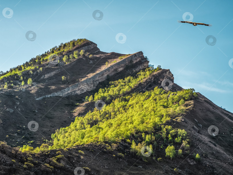 Скачать Острые горные вершины, покрытые зеленым лесом, на фоне голубого неба. фотосток Ozero