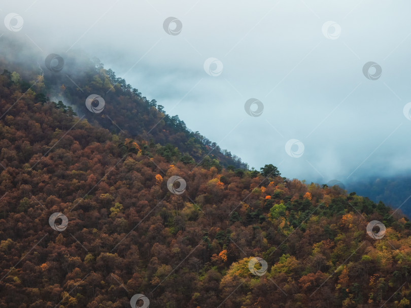 Скачать Прохладный утренний туман над лесистыми горными склонами. фотосток Ozero