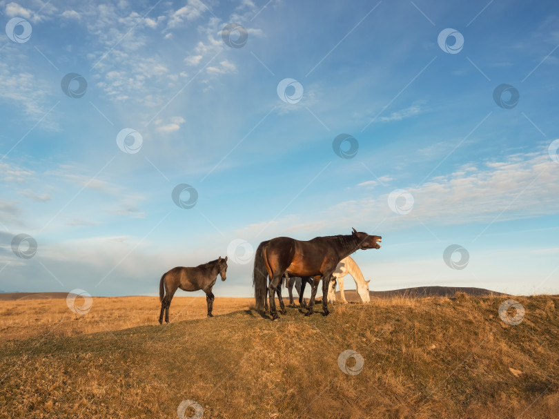 Скачать Возбужденная лошадь ржет. Лошади пасутся на осеннем горном пастбище. фотосток Ozero