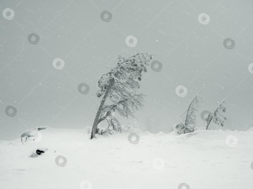 Скачать Волшебные причудливые силуэты деревьев облеплены снегом. Суровая природа Арктики. Мистическая сказка о зимнем туманном лесу. Заснеженные деревья на склоне горы. Плохая видимость, метель. фотосток Ozero