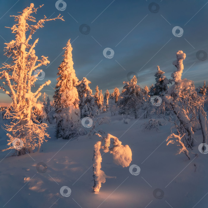 Скачать Ледяной цветок на заснеженной опушке леса. Морозное утро в фотосток Ozero