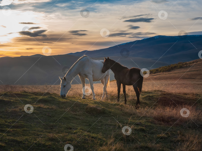Скачать Белая лошадь с коричневым жеребенком на закате. Красивые лошади на осеннем лугу позируют на фоне белой заснеженной горы. фотосток Ozero