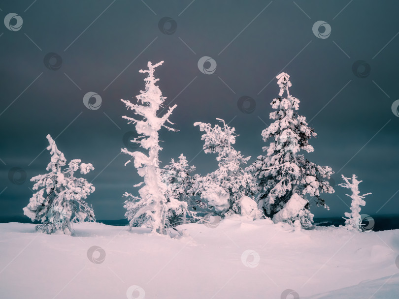Скачать Мрачный зимний лес ночью. Заснеженные силуэты причудливых деревьев на горном склоне на фоне впечатляющего темного неба. Суровая зимняя природа. фотосток Ozero
