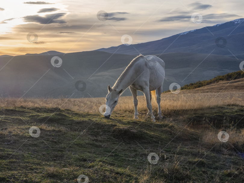 Скачать Белая лошадь на фоне осенней горной вершины. Красивая белая лошадь на осеннем лугу позирует на фоне вечерней горы. фотосток Ozero