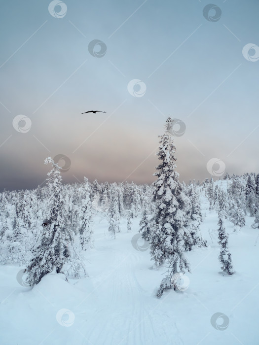 Скачать Драматичный темный зимний минималистичный северный фон с деревьями, покрытыми снегом, на фоне темного снежного неба. Суровая природа Арктики. Мистическая сказка о зимнем вороньем лесу. Вертикальный вид. фотосток Ozero