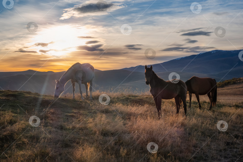 Скачать Табун лошадей на горном пастбище. Красивые лошади на осеннем лугу позируют на фоне белой заснеженной горы. фотосток Ozero