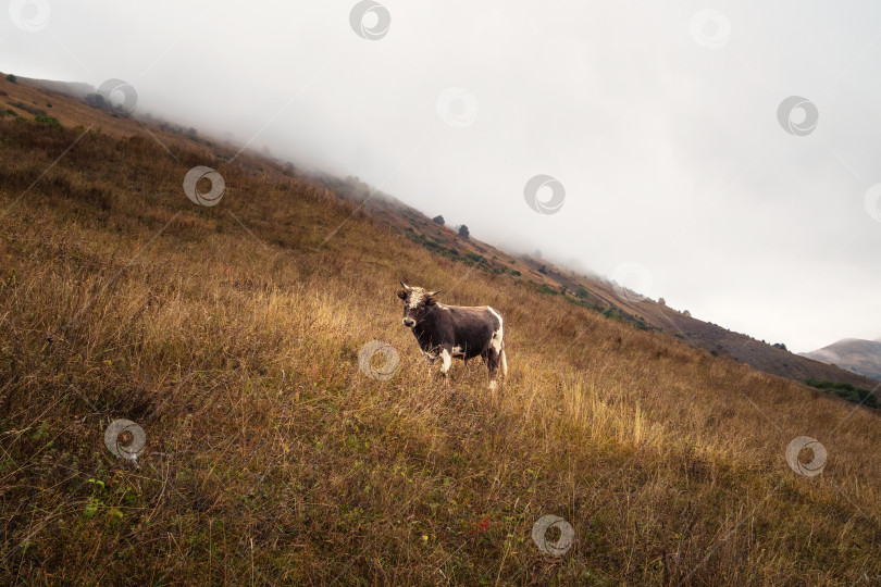 Скачать Одинокий бык на горном пастбище, раннее туманное утро. Забавный молодой бурый бычок с кудрявым лбом позирует на покрытом туманом крутом горном склоне. фотосток Ozero