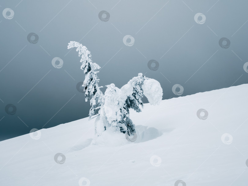 Скачать Волшебный причудливый силуэт ели облеплен снегом на фоне темно-серого неба. Суровая природа Арктики. Мистическая сказка на зимней горе. Заснеженная рождественская ель на склоне горы фотосток Ozero