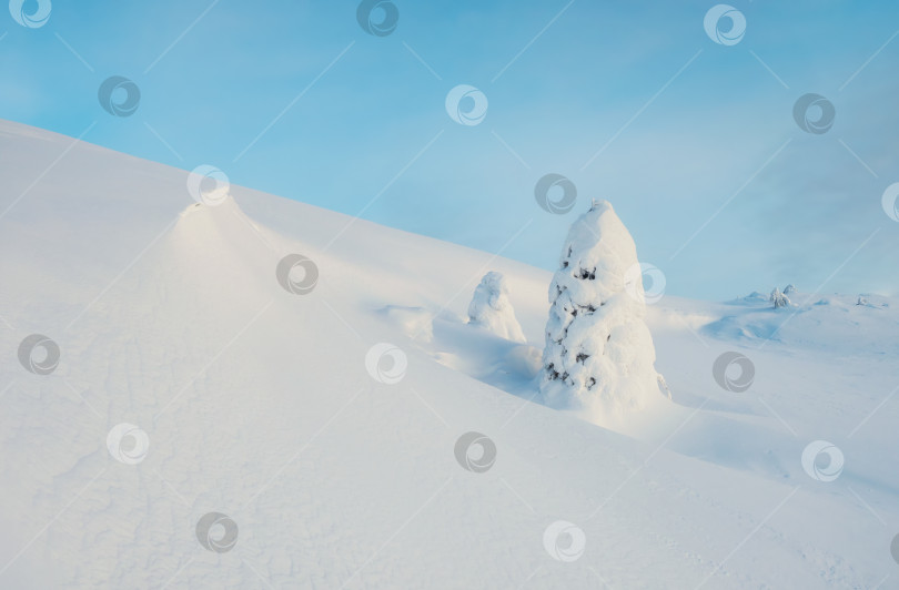 Скачать Яркий волшебный причудливый силуэт ели облеплен снегом. Суровая природа Арктики. Мистическая зимняя сказка. Покрытая снегом одинокая рождественская елка на склоне горы. фотосток Ozero