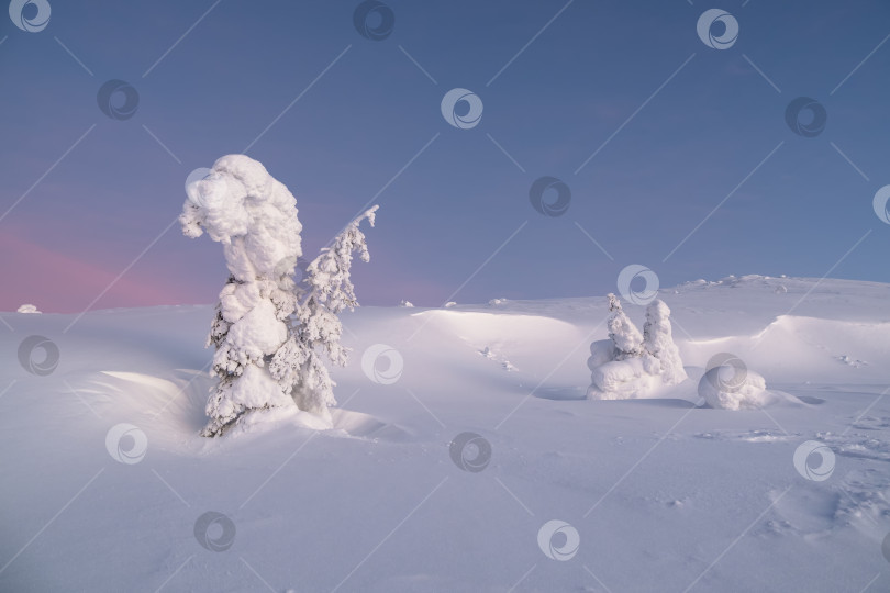 Скачать Зимний заснеженный минималистичный пейзаж. Минималистичный пейзаж с одиноким, укутанным в снег деревом в зимнем поле. Фон рождественских праздников и зимних каникул. фотосток Ozero