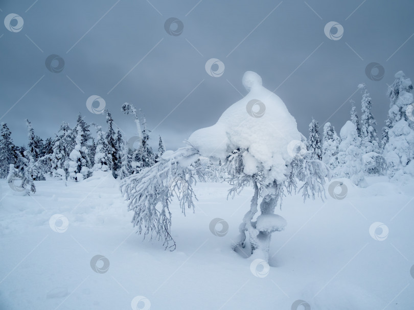 Скачать Причудливые зимние деревья, покрытые снегом, на арктическом склоне. Холодная зима. фотосток Ozero
