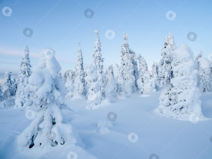 Скачать Удивительный вид на покрытые инеем деревья в снежных заносах. Волшебный зимний лес. Природный ландшафт с прекрасным голубым небом. Возрождение планеты. фотосток Ozero