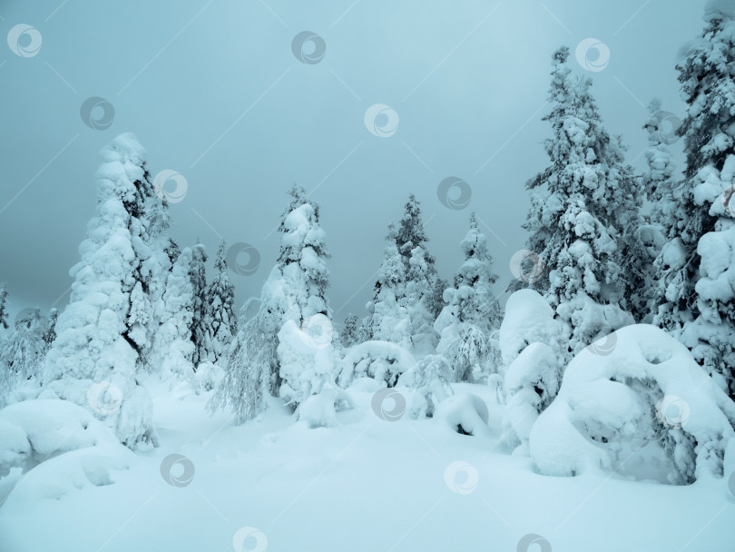 Скачать Мягкий фокус. Драматичный зимний минималистичный северный фон с деревьями, покрытыми снегом, на фоне темного снежного неба. Суровая природа Арктики. Мистическая сказка о зимнем вороньем лесу. фотосток Ozero