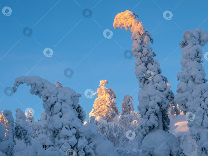 Скачать Минималистичный волшебный причудливый силуэт ели облеплен снегом. Суровая арктическая природа. Мистическая сказка о зимнем солнечном лесу. Заснеженная рождественская елка на фоне ясного голубого неба. фотосток Ozero
