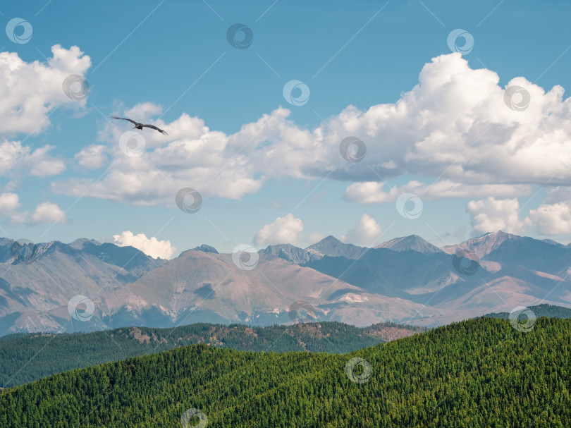 Скачать Живописный солнечный горный пейзаж с высоким зеленым хвойным плато, освещенным солнцем, с горной стеной под перистыми облаками. Величественные горы в солнечном свете. фотосток Ozero