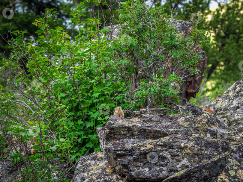 Скачать Забавная пищуха Ochotona collaris сидит на скале в горах Алтая. фотосток Ozero