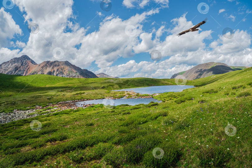 Скачать Солнечное летнее болото. Удивительный альпийский пейзаж с красивым мелководным горным озером с ручьями в высокогорной зеленой долине с больших гор под голубым облачным небом. фотосток Ozero
