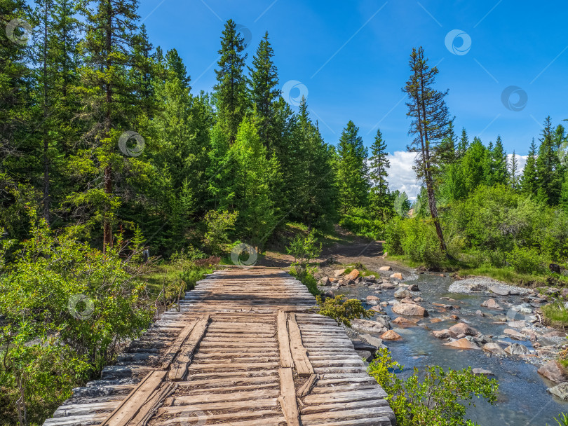 Скачать Старый пустой деревянный мост через горную реку на фоне хвойного леса и гор. фотосток Ozero