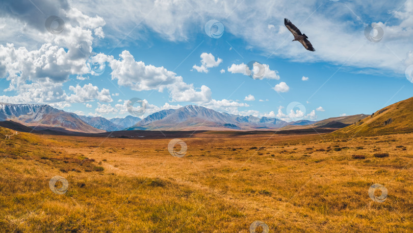 Скачать Панорамный солнечный пестрый осенний пейзаж с залитой солнцем золотой большой долиной под облачным небом. Потрясающий альпийский пейзаж с прекрасными высокими горами, залитыми золотым солнцем в осенних красках. фотосток Ozero