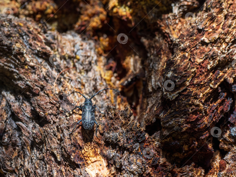 Скачать Естественный фон с изображением жука. большой черный жук-усач ползет по коричневой коре дерева в лесу. Крупным планом, скопируйте пробел. фотосток Ozero