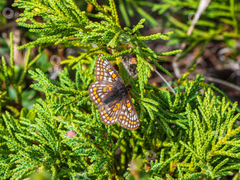 Скачать Маленькая бабочка-фритиллярия с жемчужной каймой (euphydryas iduna) на зеленом можжевельнике, крупным планом. Редкая бабочка с Алтая. Сибирь, Россия фотосток Ozero