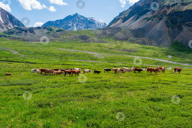 Скачать Группа коров вдалеке на зеленом пастбище на фоне гор. фотосток Ozero