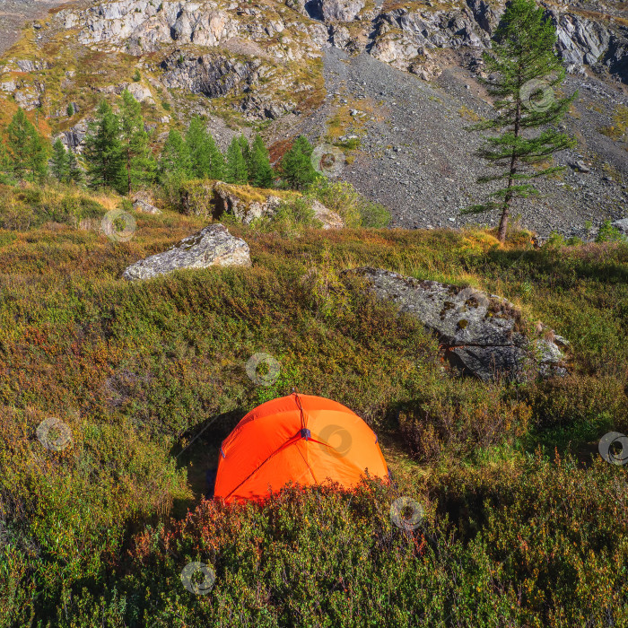 Скачать Одинокая палатка в горном лесу. Оранжевая походная палатка в низком кустарнике на солнечном свету. Туристическая концепция приключенческого путешествия на открытом воздухе. фотосток Ozero