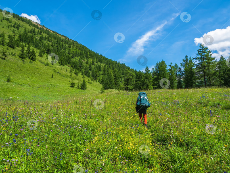 Скачать Летний альпийский поход, восхождение по зеленому лугу с различными травами через высокогорный хвойный лес. Одиночный поход с большим рюкзаком. фотосток Ozero