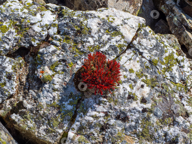 Скачать Родиола четырехлистная растет из косточки. Красивый цветочный натуральный фотосток Ozero