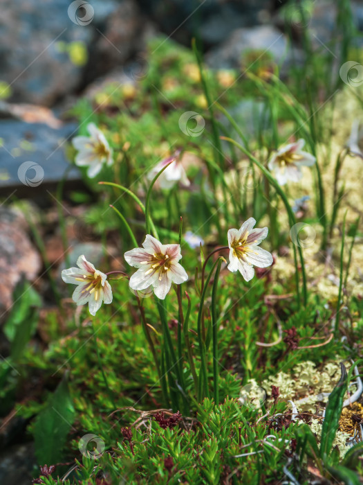 Скачать Lloydia serotina - альпийская лилия, горный полевой цветок в Сибири. Благоухающие дикие горные цветы. фотосток Ozero