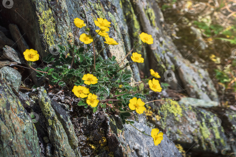 Скачать Крупный план желтого цветка лапчатки арктической (Potentilla arctica), растущего из косточки. Открытка с горными цветами. Алтайские горы. Сибирь. фотосток Ozero