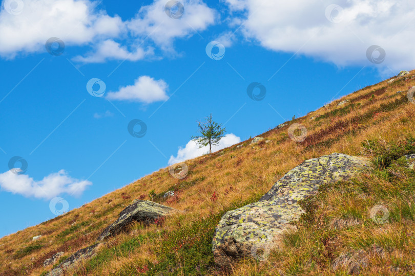 Скачать Яркий минималистичный альпийский вид. Красочный осенний пейзаж с одиноким деревом на скалистом холме по диагонали на фоне голубого облачного неба в солнечном свете. фотосток Ozero